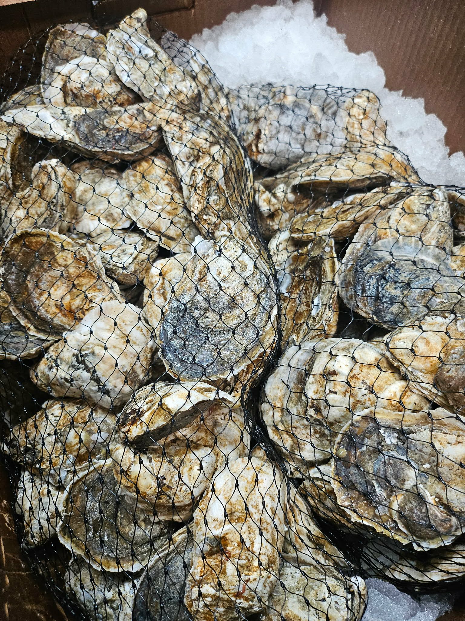 Oyster Bar